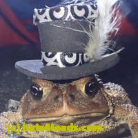 /home//u458753944/public_html/sourcegallery//Roxborough Toad Detour/2013-2019/2019/55924237_10218870458821437_6929414761222242304_n.jpg